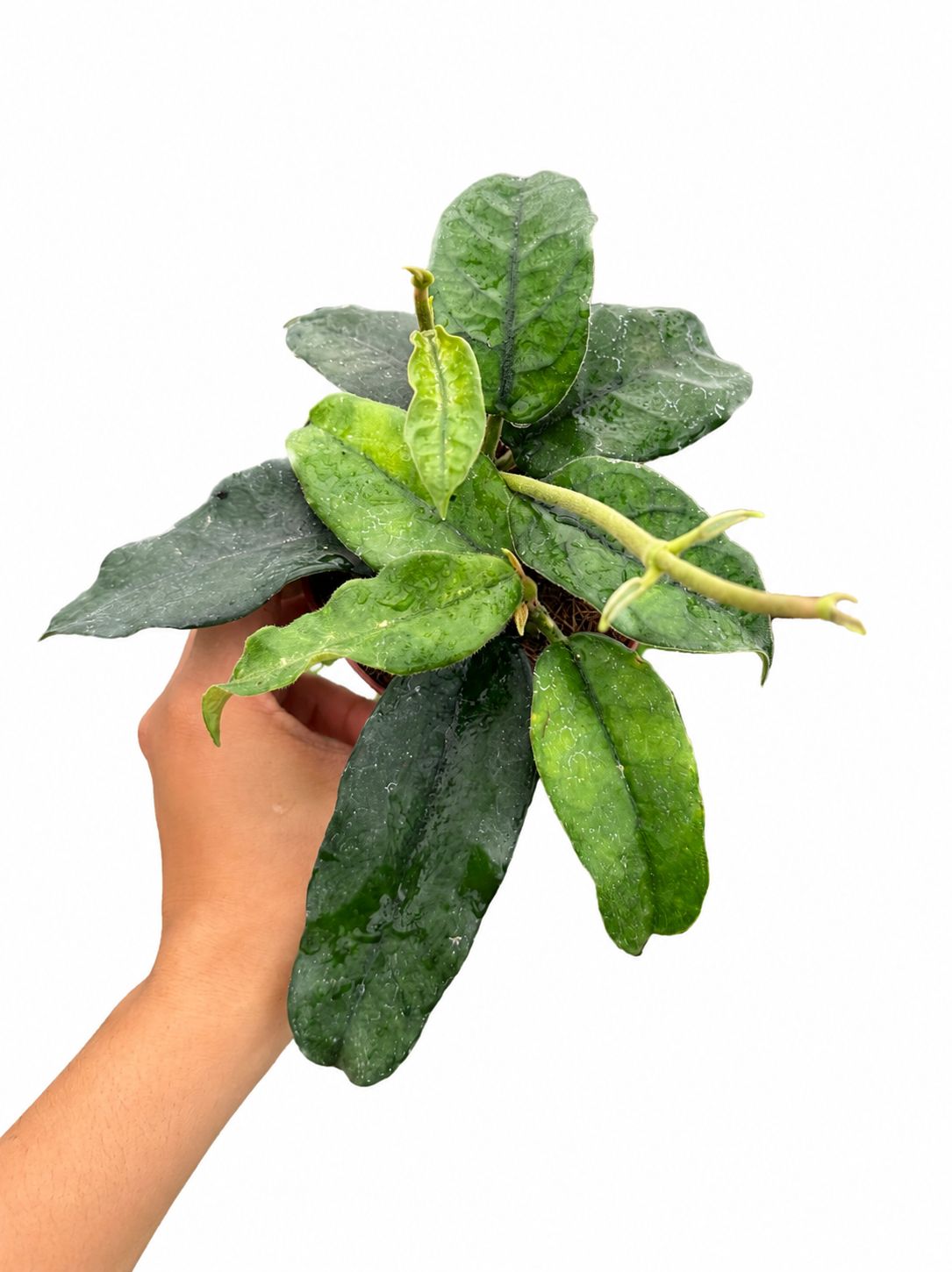Hoya villosa 4”