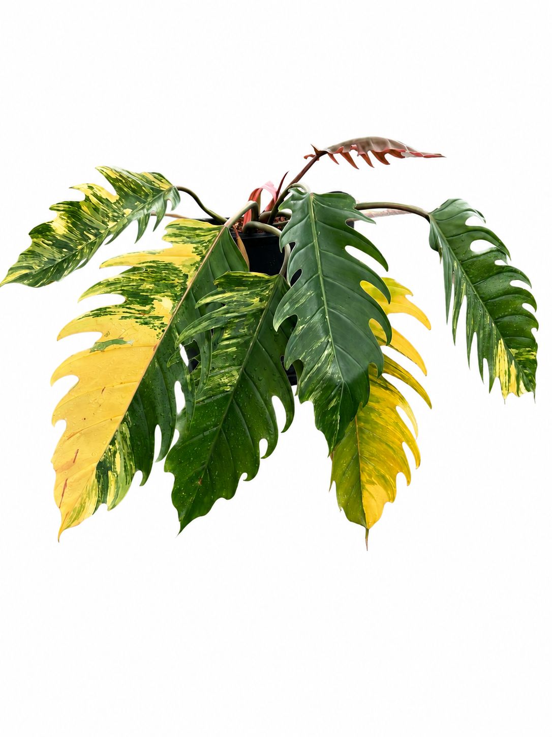 Philodendron Caramel marble 1GL