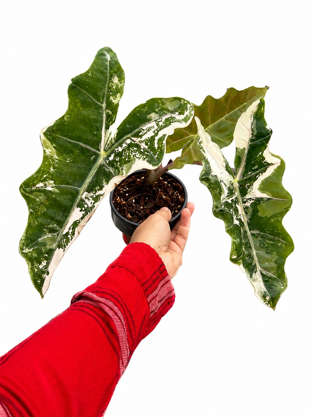 Alocasia Sanderiana bull variegated 6”