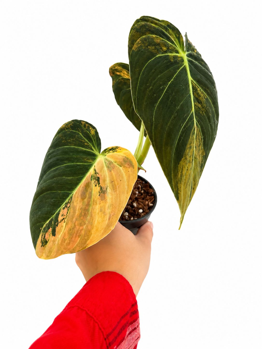 Philodendron melanochrysum orange big leaves 5”
