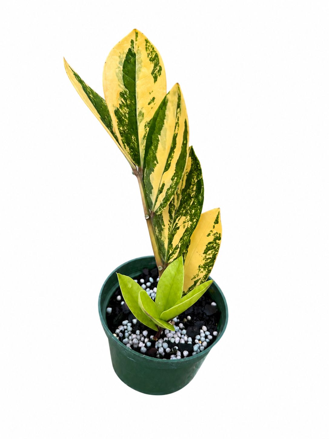 Zzz plant variegated 4”