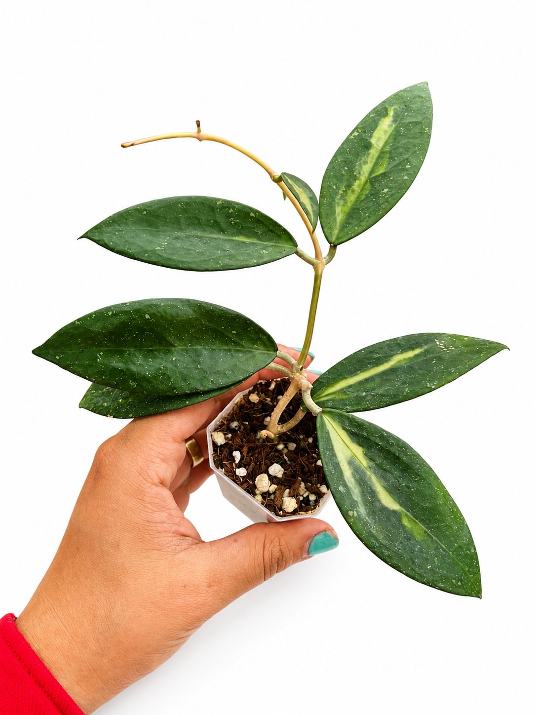 hoya nganjuk variegated 3”