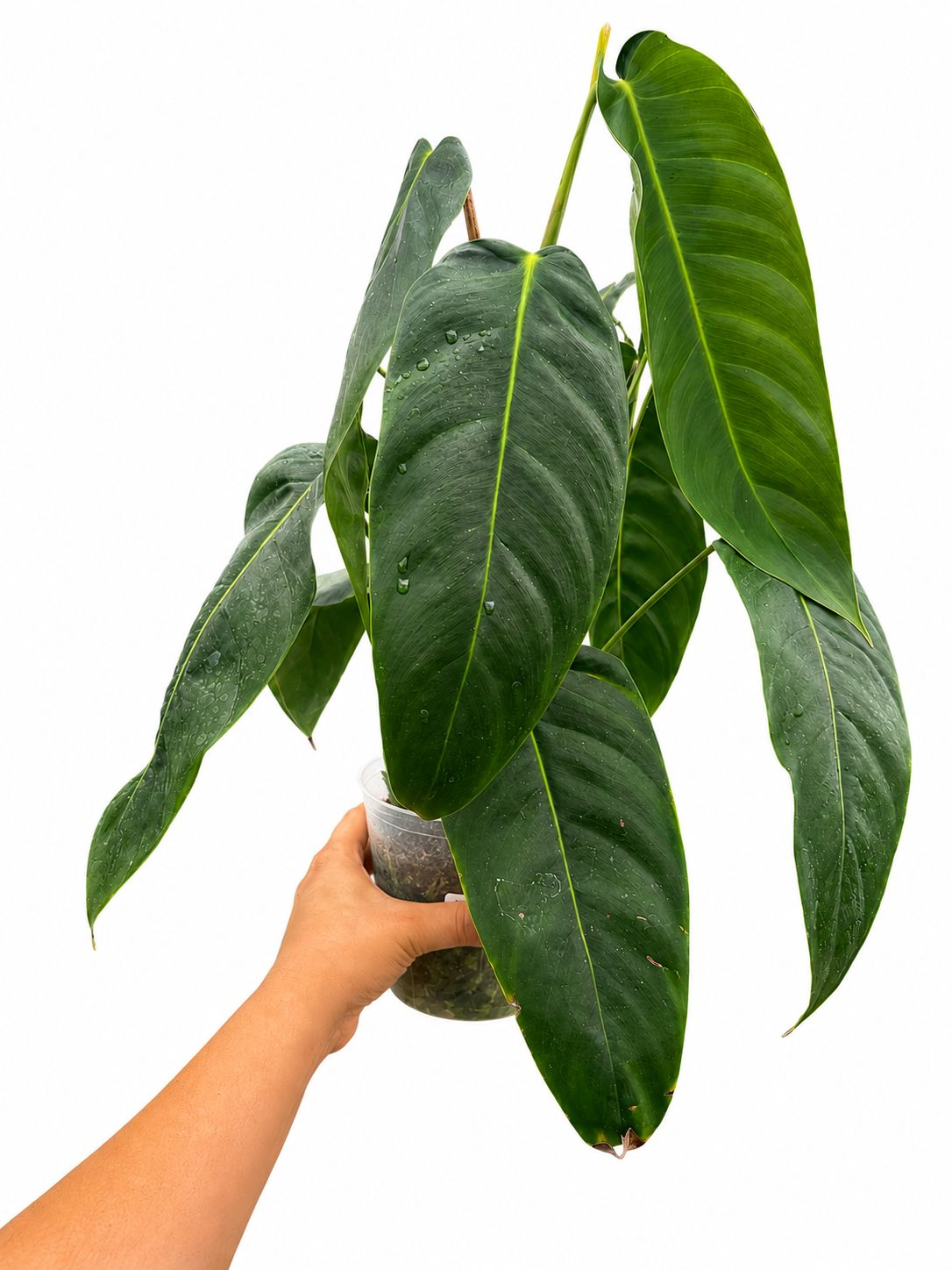 philodendron patricia x scherberichii 4”