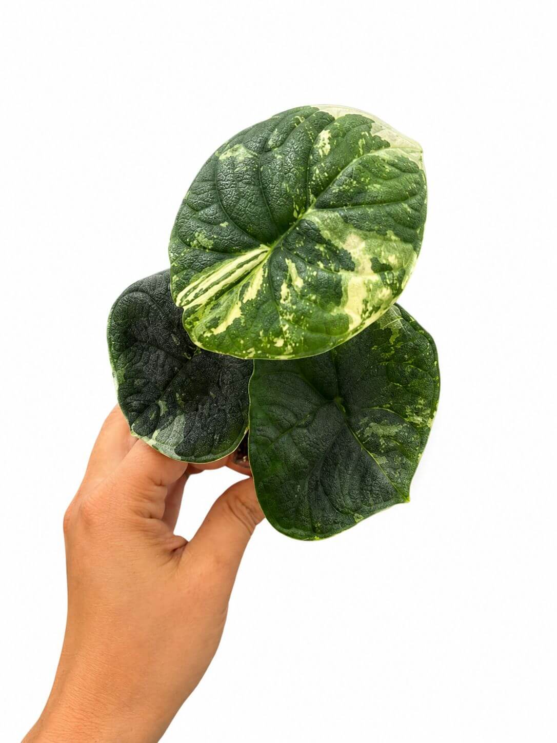 Alocasia melo albo 3”