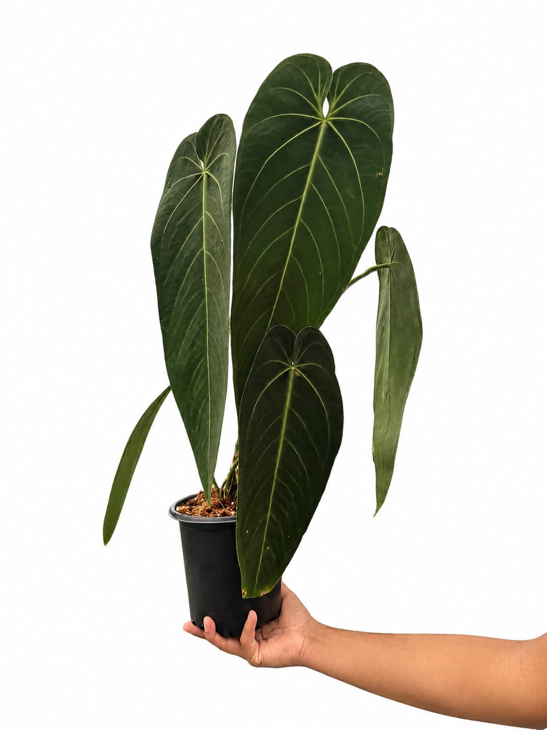 Anthurium Warecqueanum Esmeralda 1GL exactly one