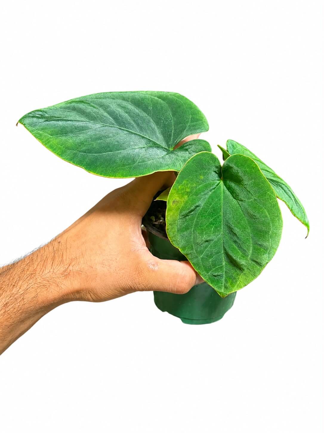 Anthurium dreslerii 3”