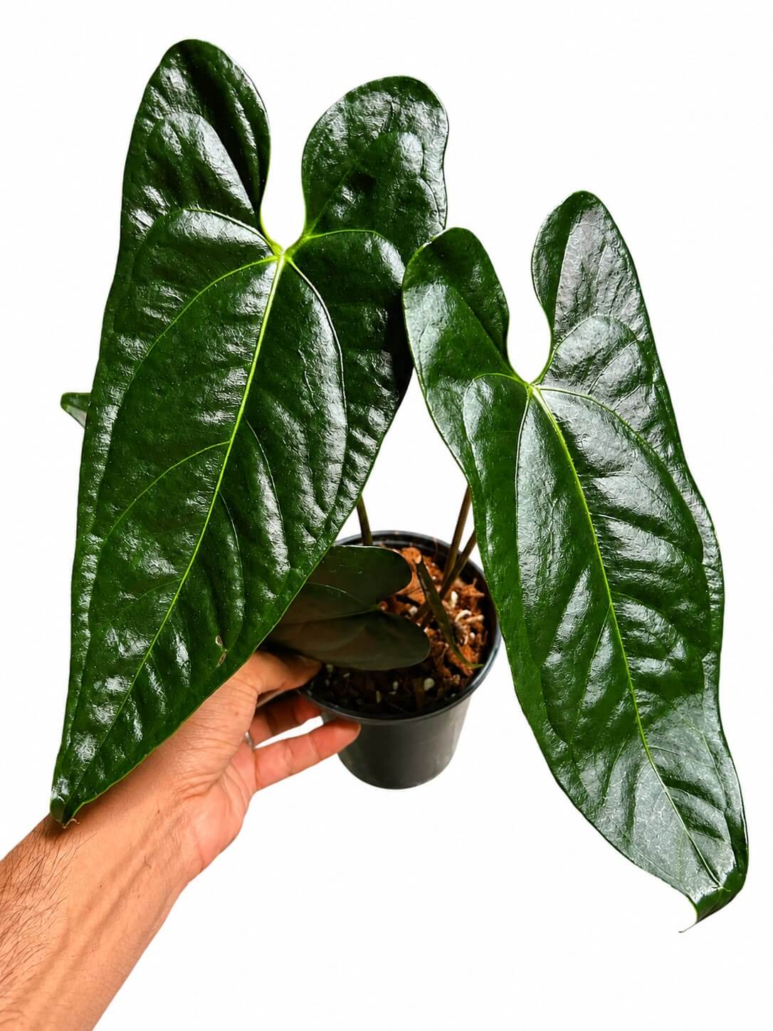 Anthurium panguai night 6”