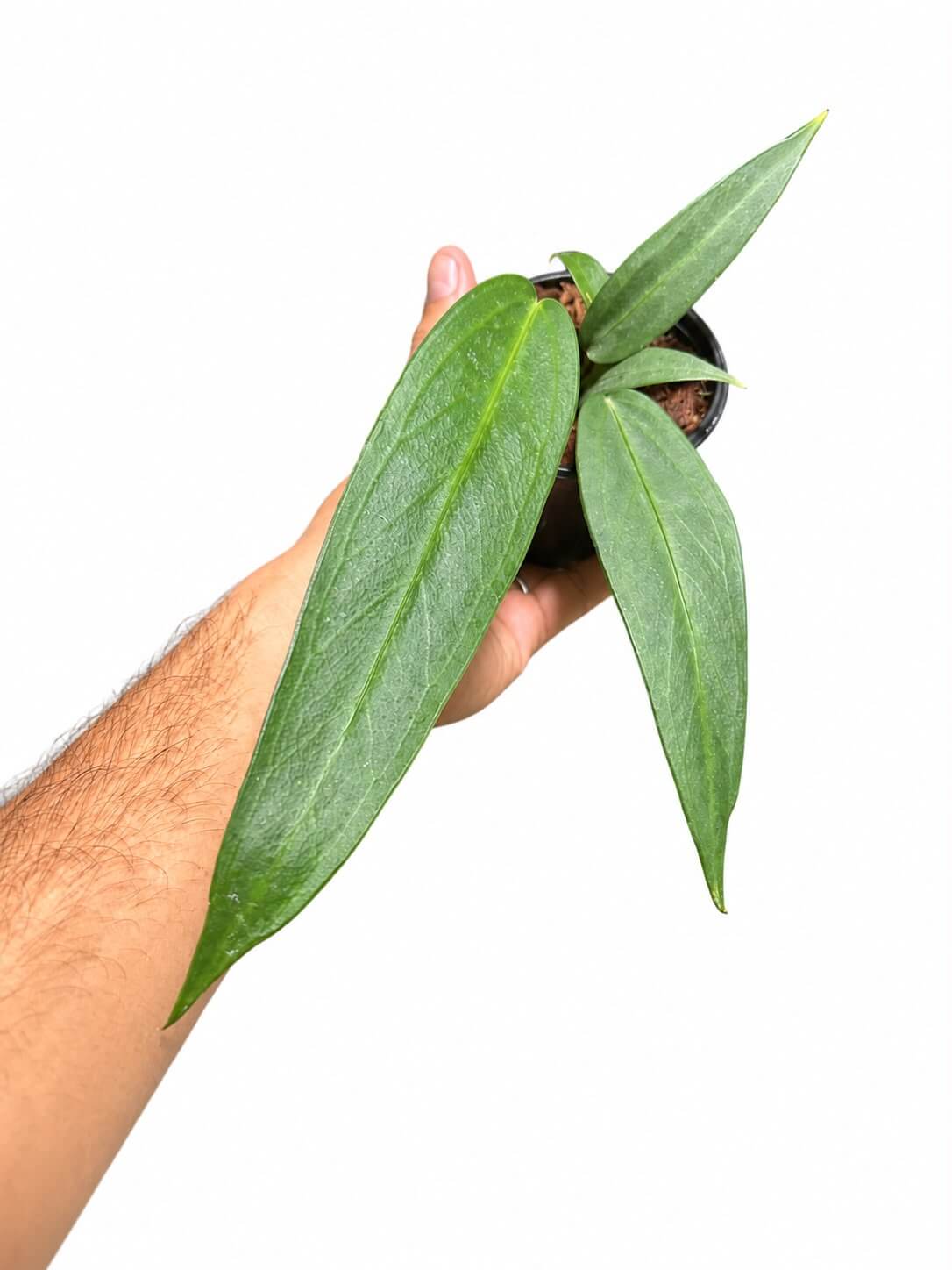 Anthurium wendligeri 3”