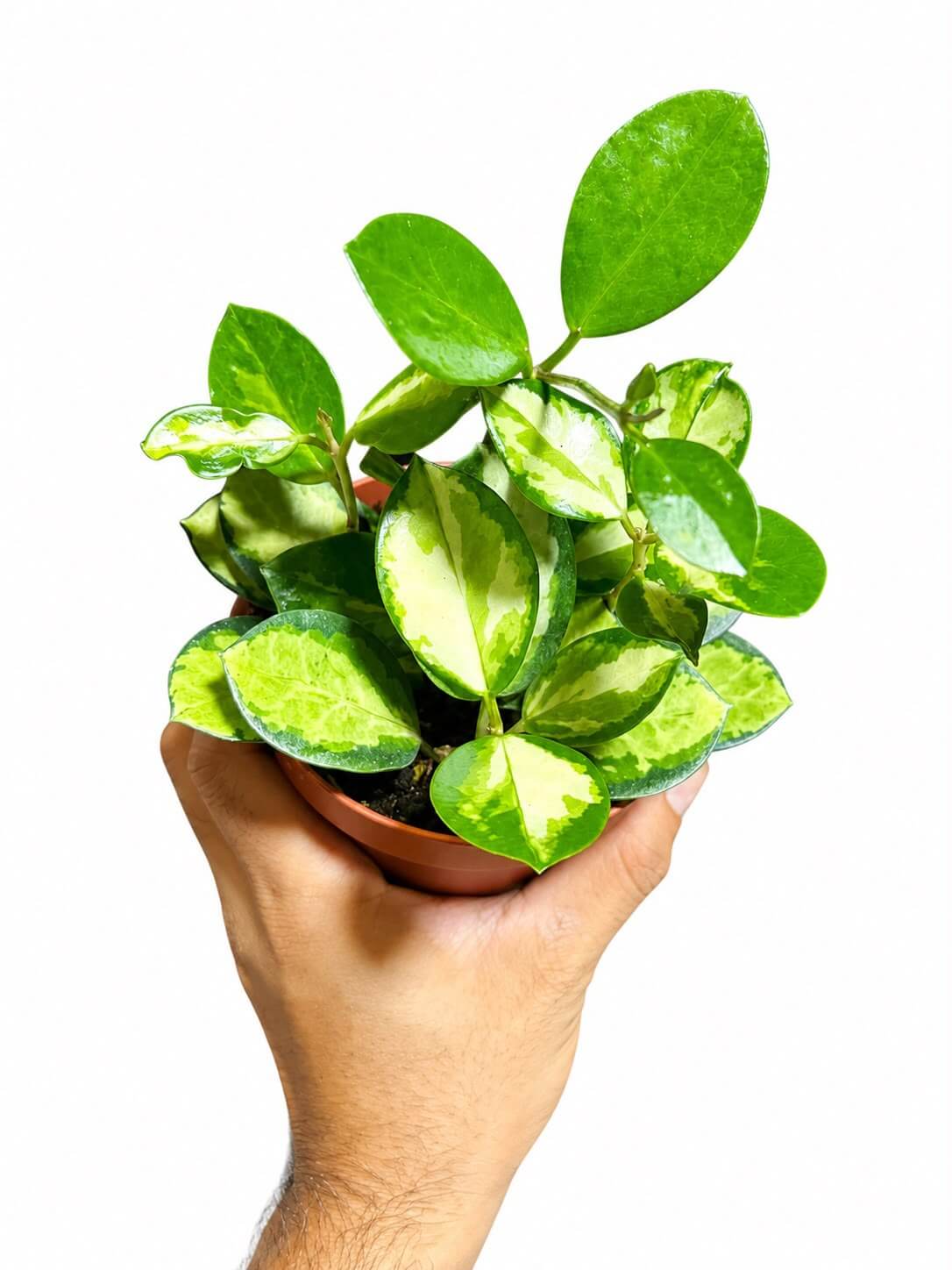 Hoya Australis Lisa 4”