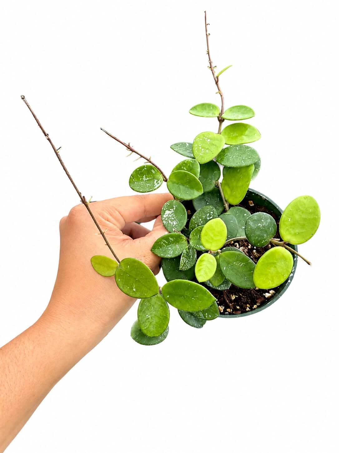 Hoya Mathilde 4”