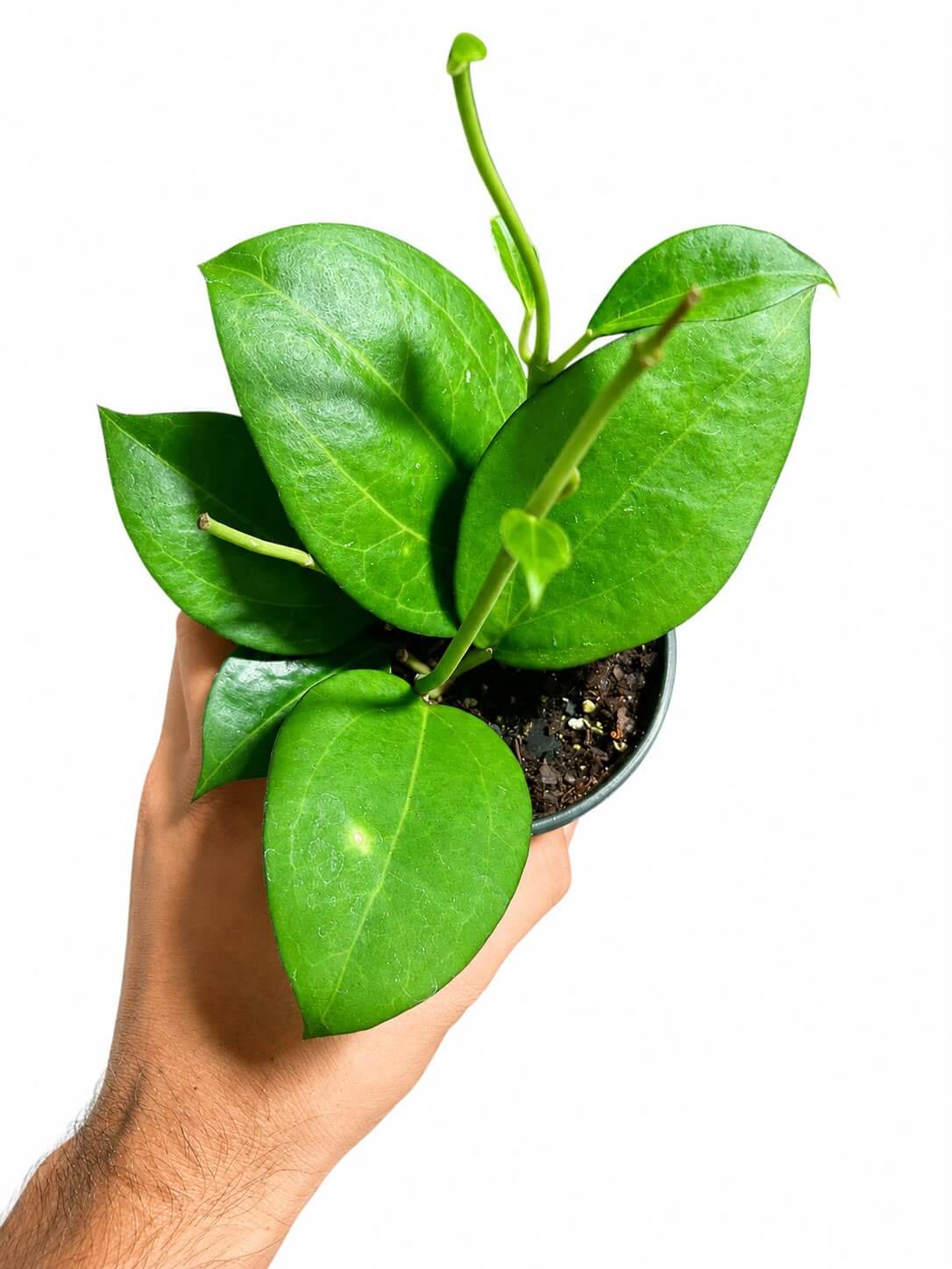 Hoya Parasitica x pachyclada 4”