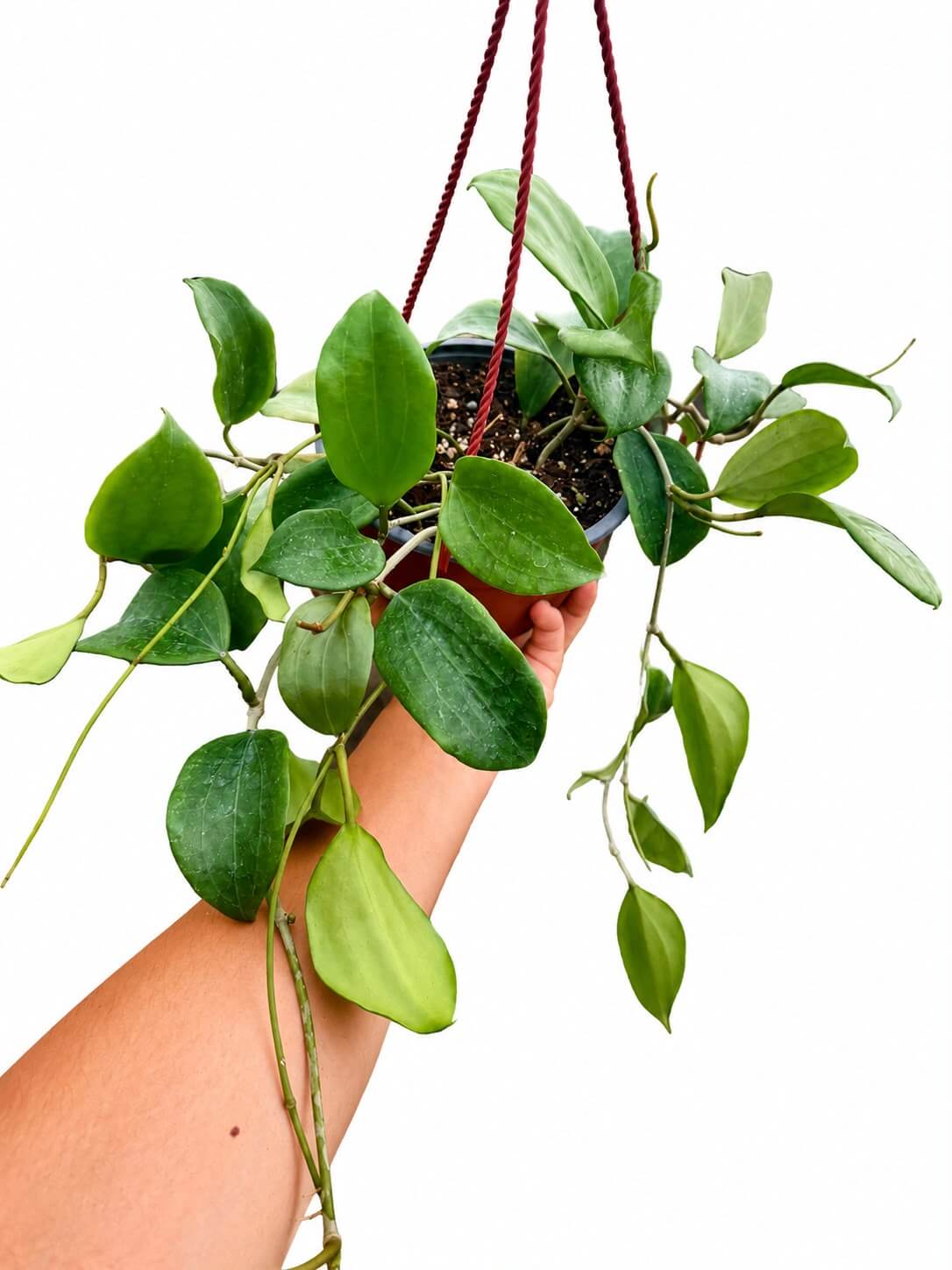 Hoya Quinquenervia 6”