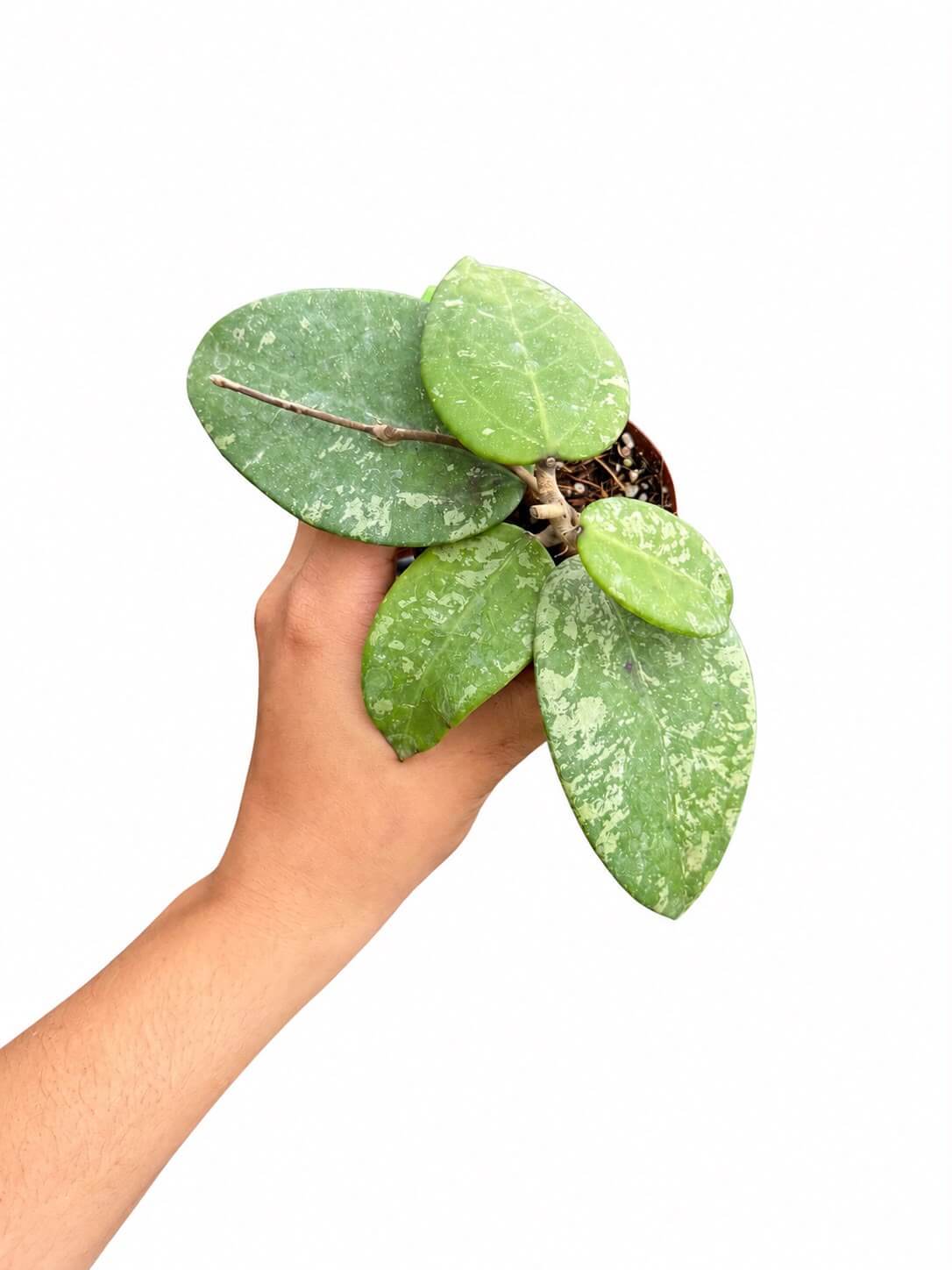 Hoya Russia 3”