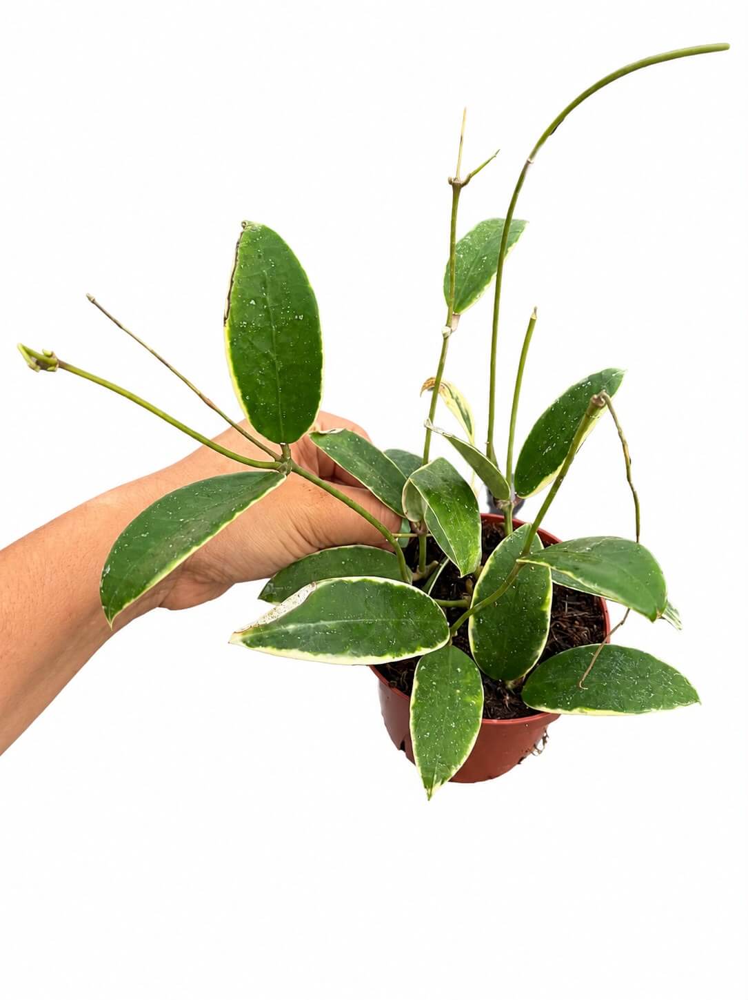 Hoya Verticillata acuta albo 4”