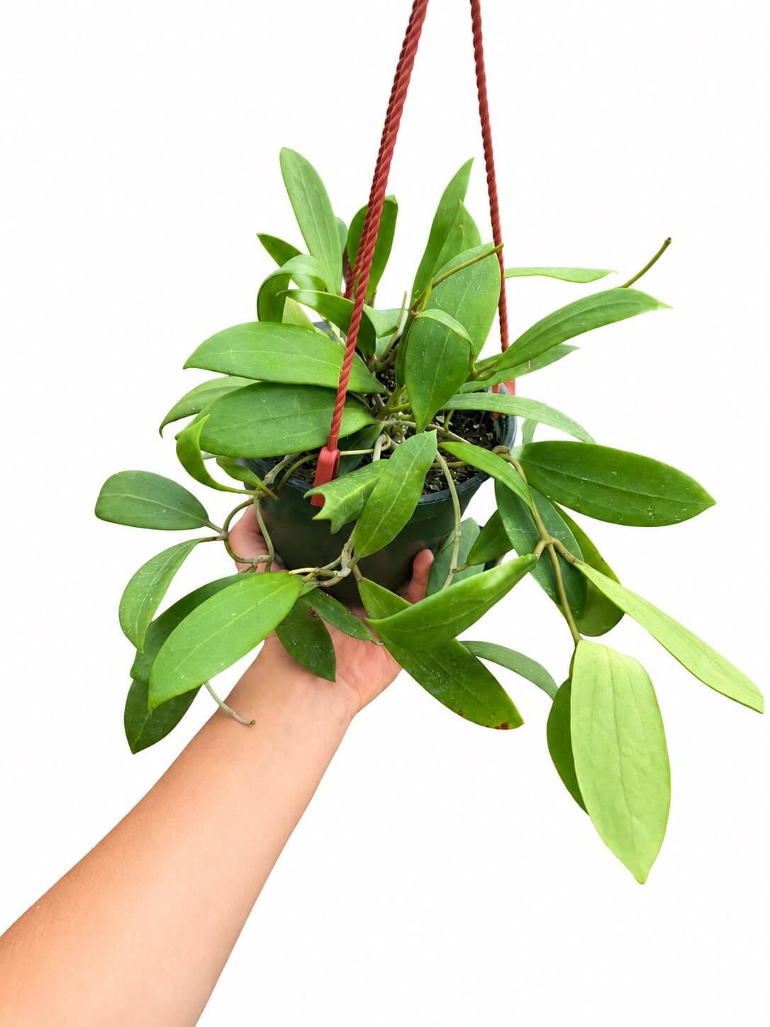 Hoya bordeni 6”