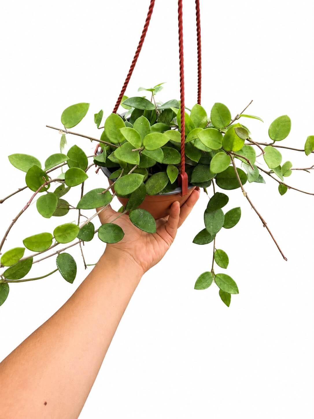 Hoya chouke 6”