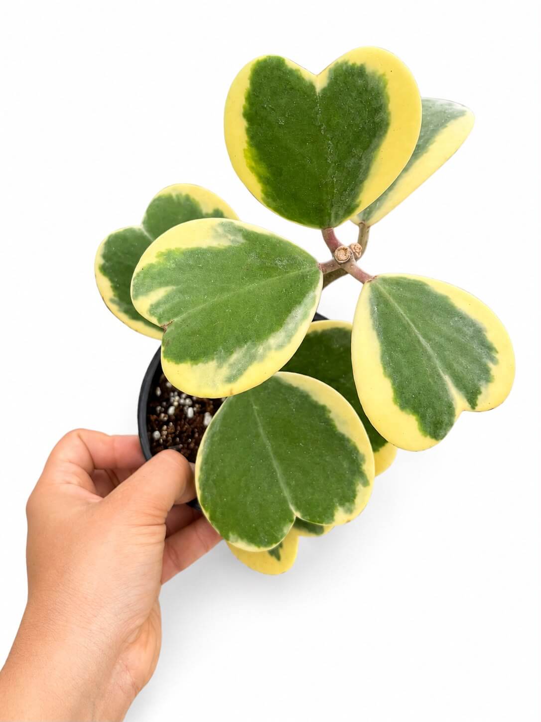 Hoya kerri variegated 4”