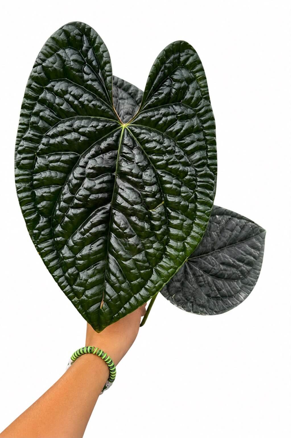 Hoya kroniana silver 4”