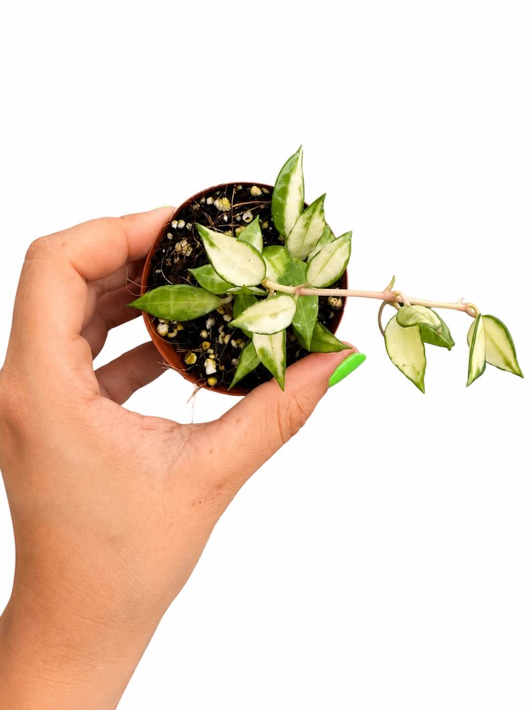 Hoya lacunosa variegated 3”
