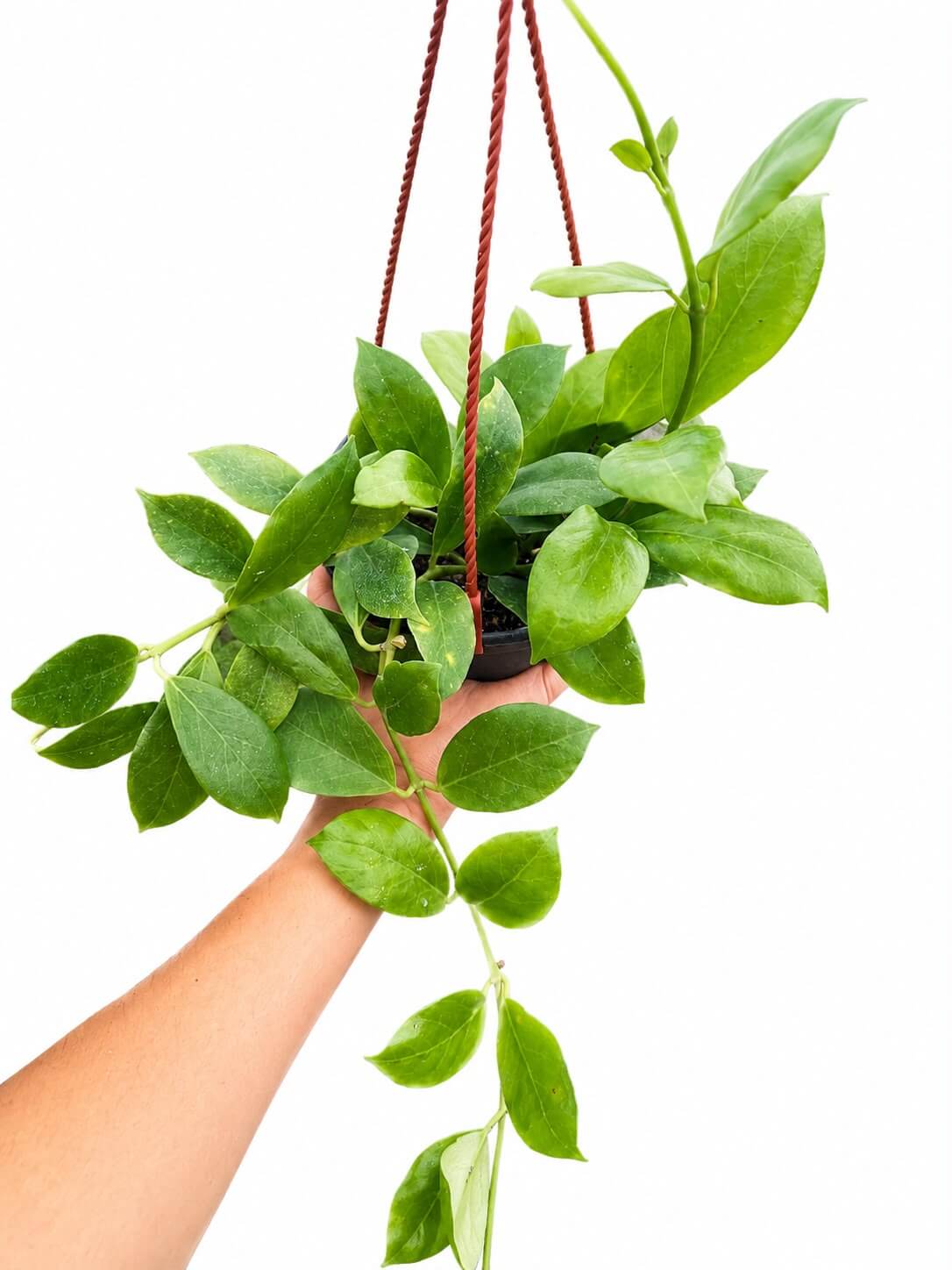 Hoya obscura 6”