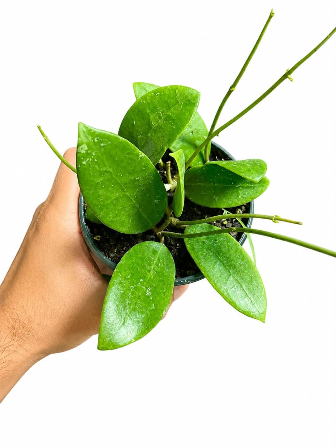Hoya pallida 4”