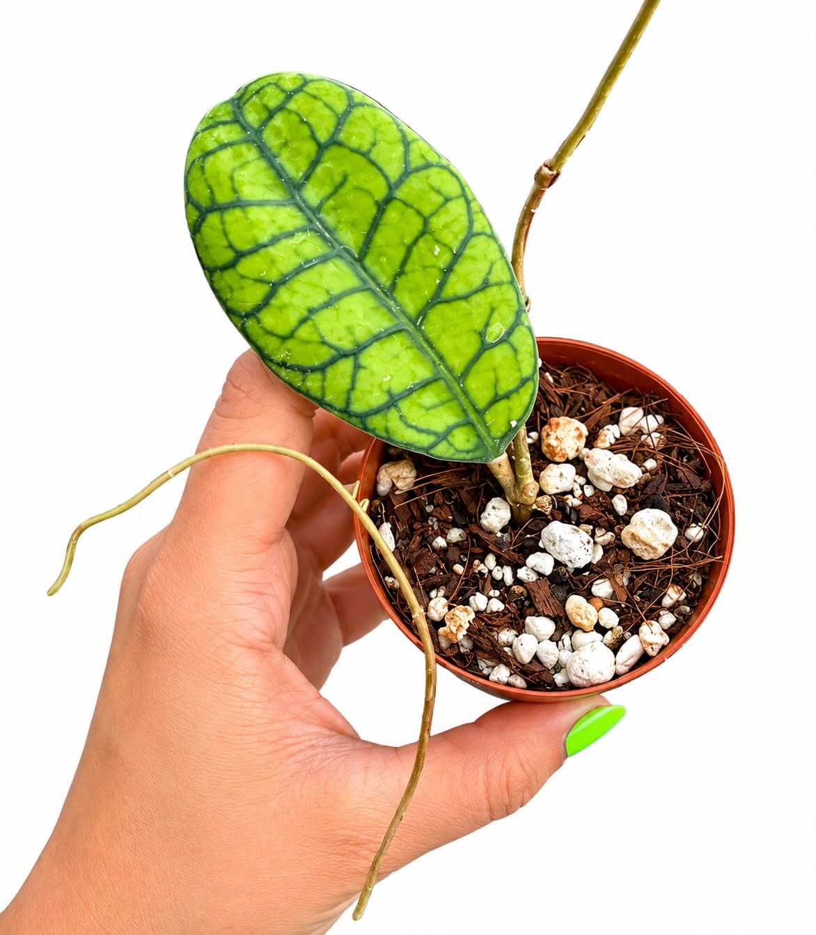 Hoya ranauensis 3”