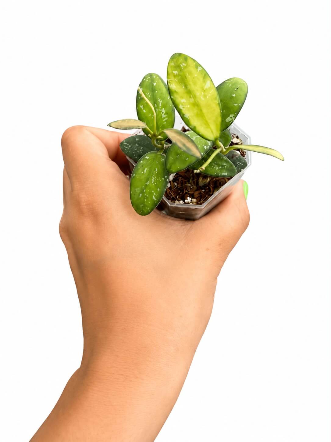 Hoya vl9 3”