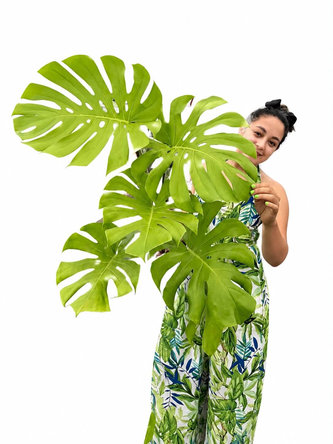 Monstera lemon mine 8” big one