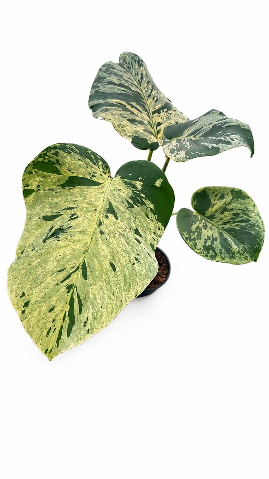 Monstera vietciosa 4”