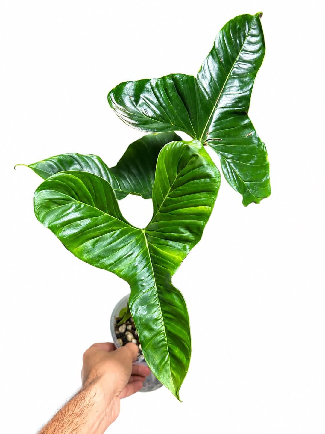 Philodendron lupinum 5”