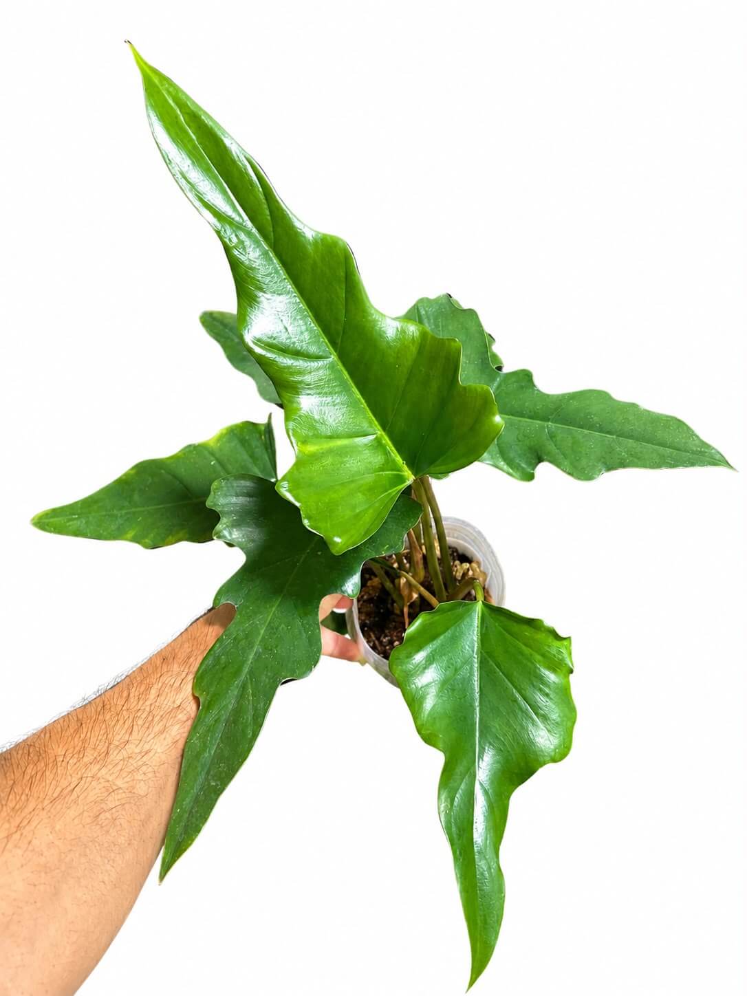 Philodendron pinnatilobum x tortum 4”