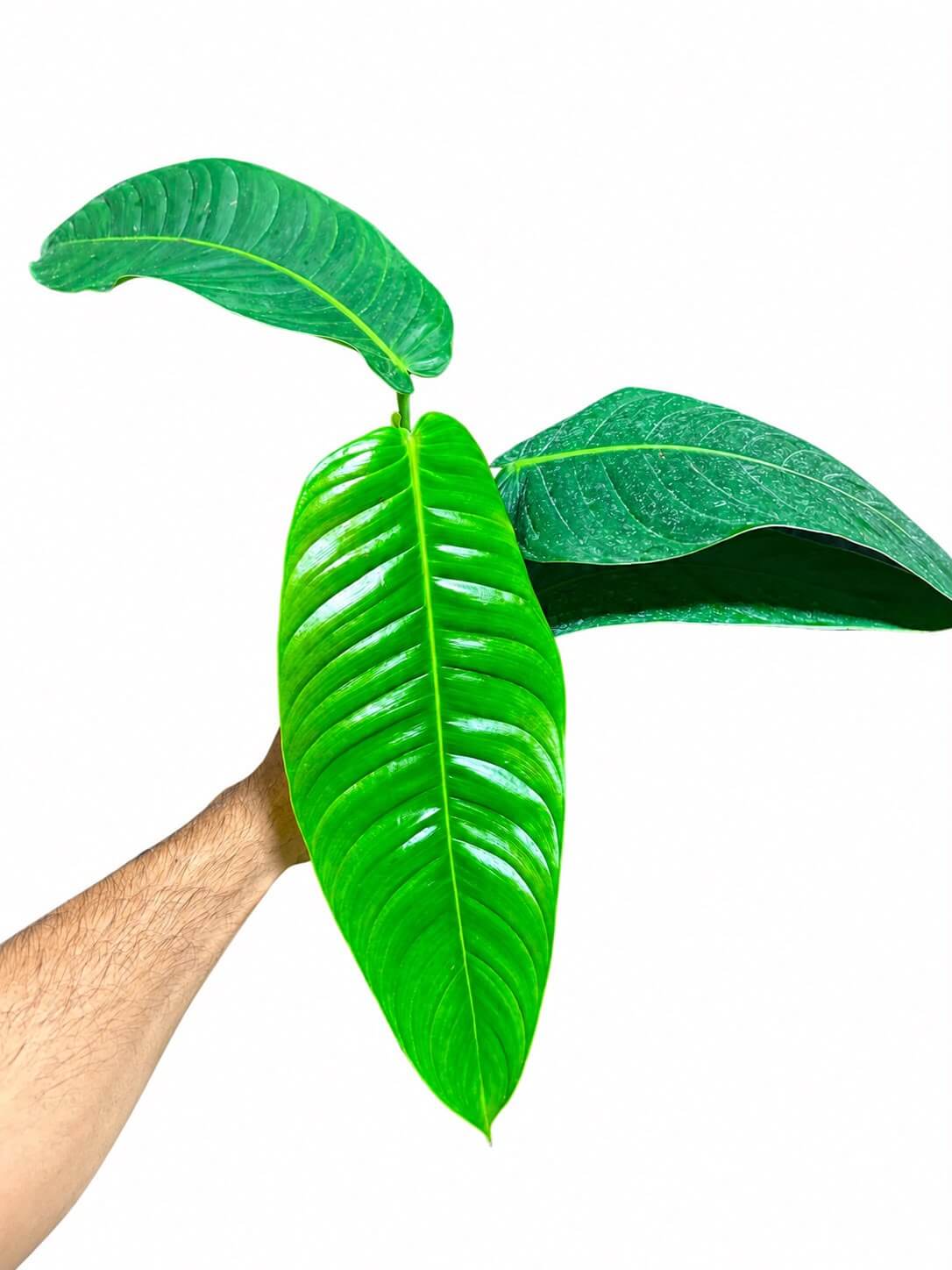Philodendron scherberichii 4”