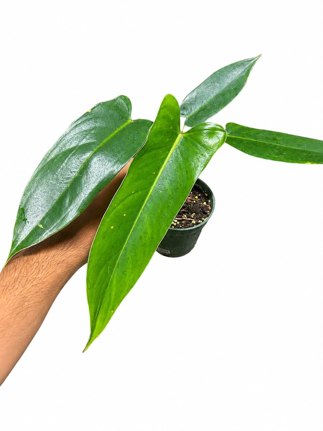 Philodendron pinnatilobum x spiriti Santi 4”