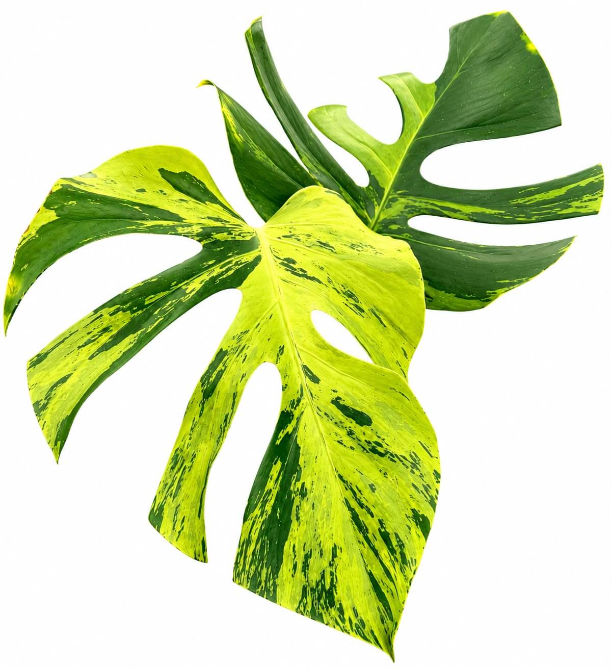 Monstera light lime 6” Super rare