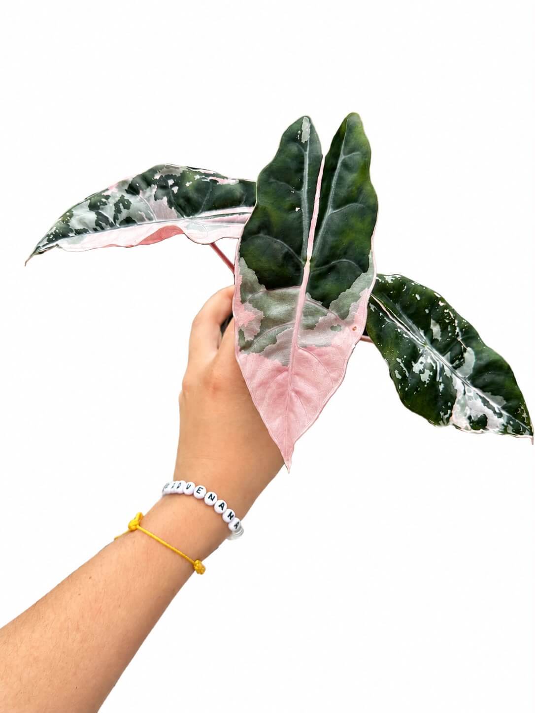 Alocasia chantrieri pink 4”