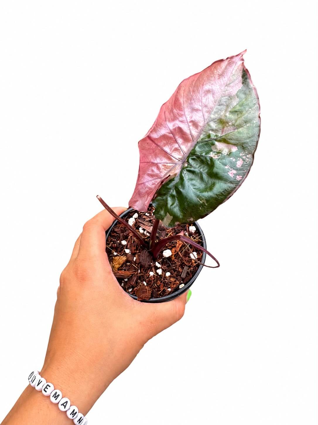 Alocasia serendipity pink 4”