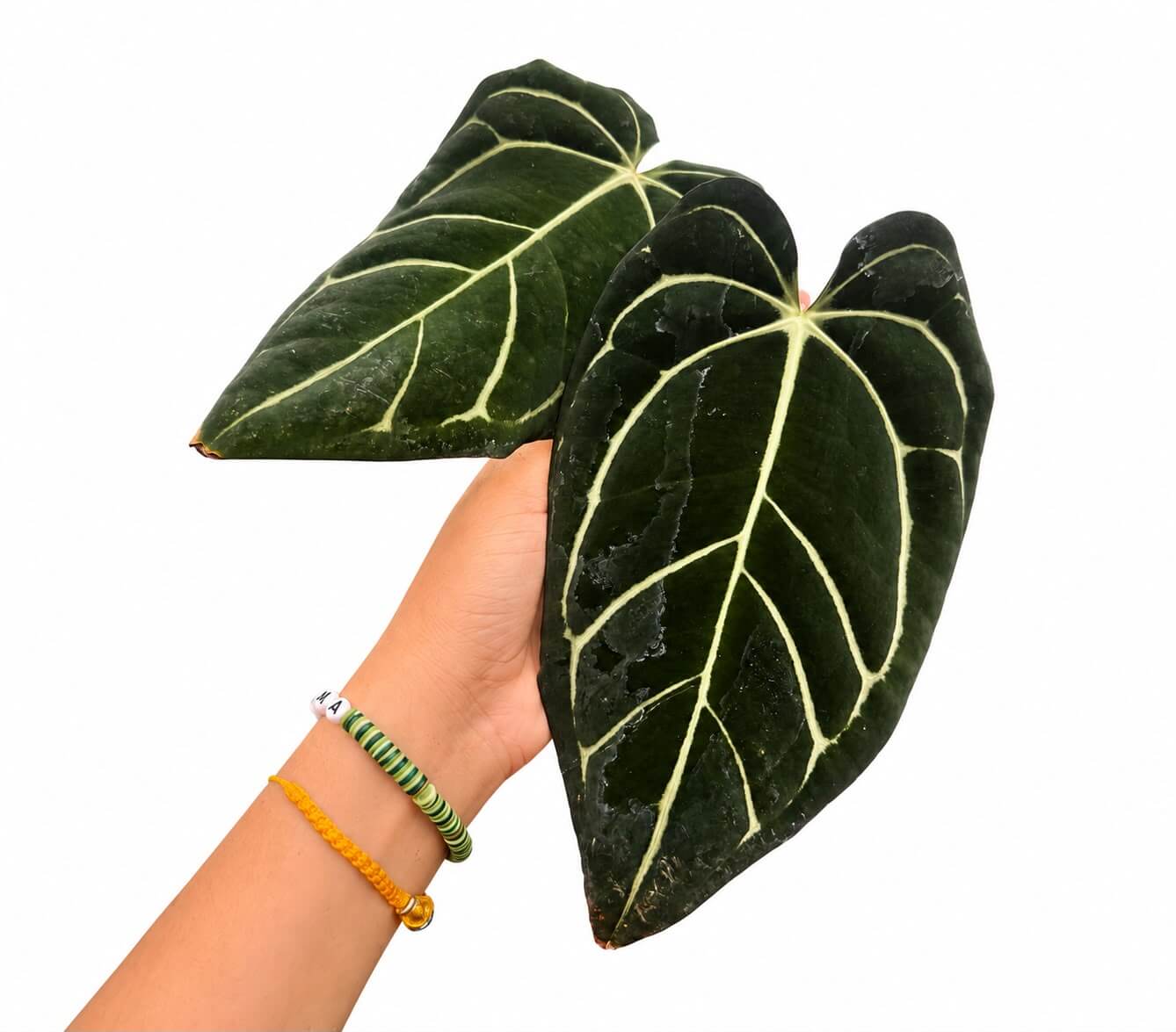 Anthurium Carla 6” big one