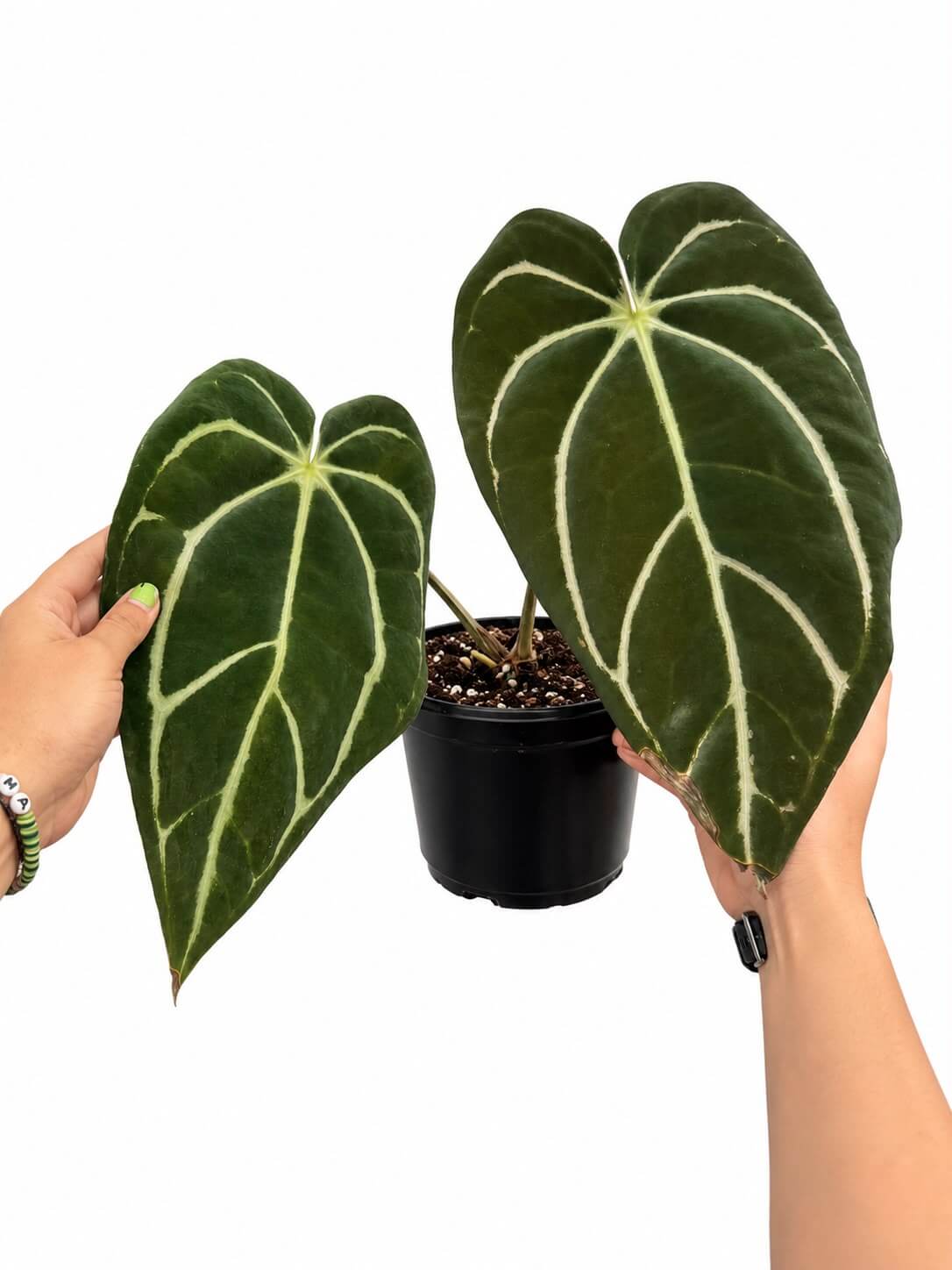 Anthurium Carla 6”