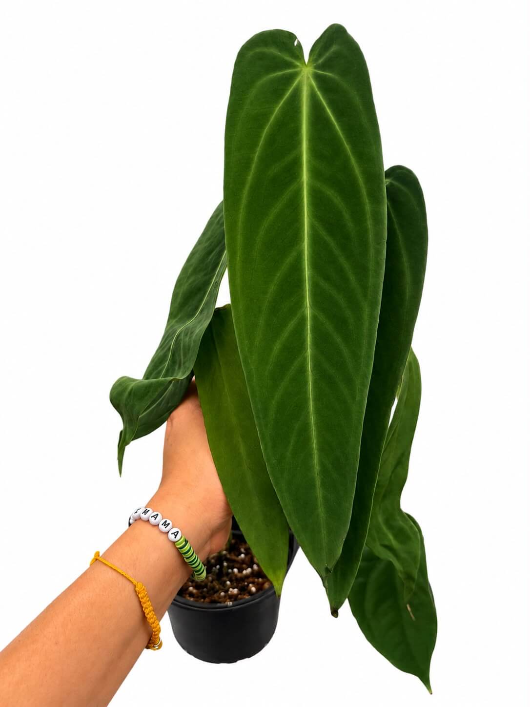 Anthurium Warecqueanum 5”