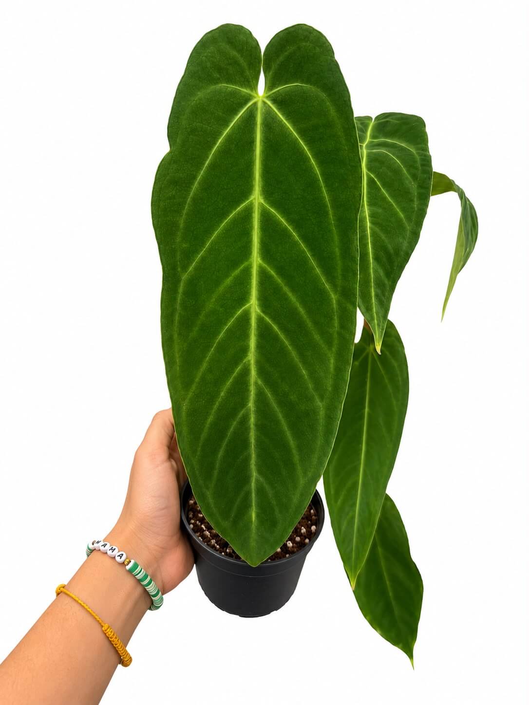Anthurium Zamora Queen 5”