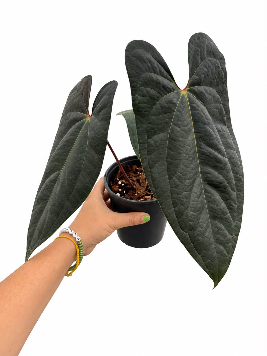 Anthurium jungle of Greece 5”