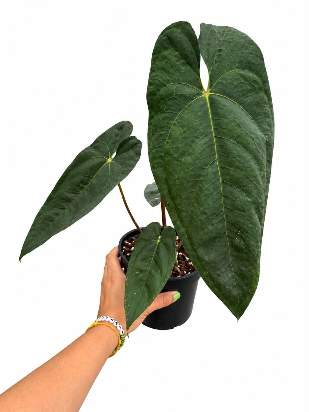 Anthurium nigrolaminum x papi 5”
