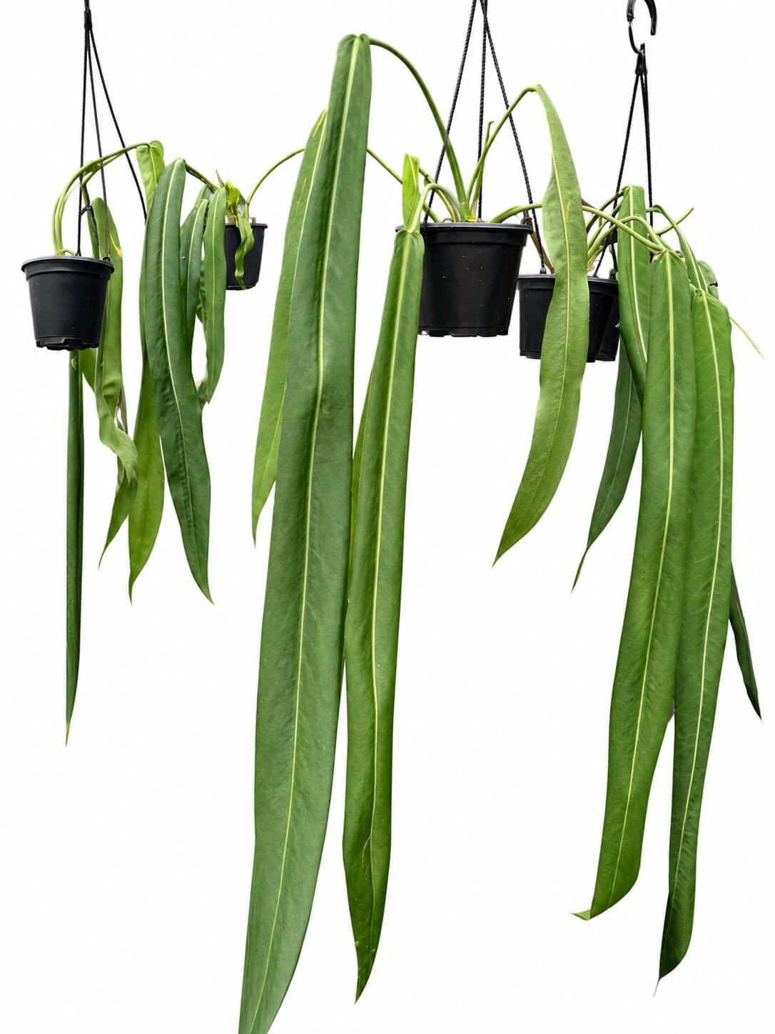 Anthurium pallidiforium 8” extra large