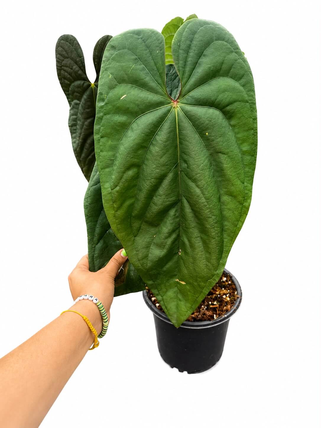 Anthurium titanium 1GL