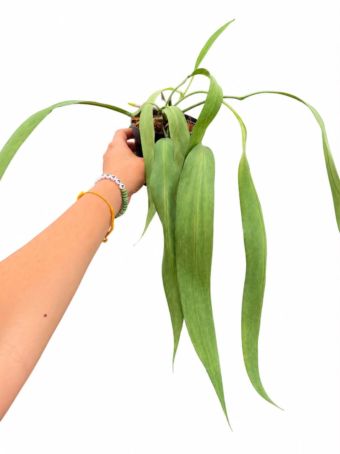 Anthurium vittaliforium 5”