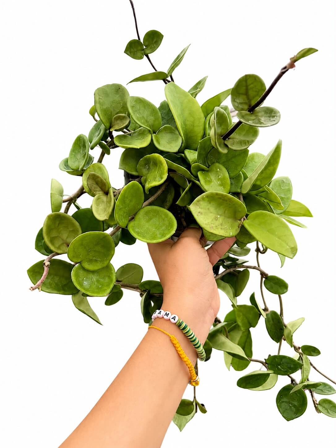 Hoya Chelsea 6”