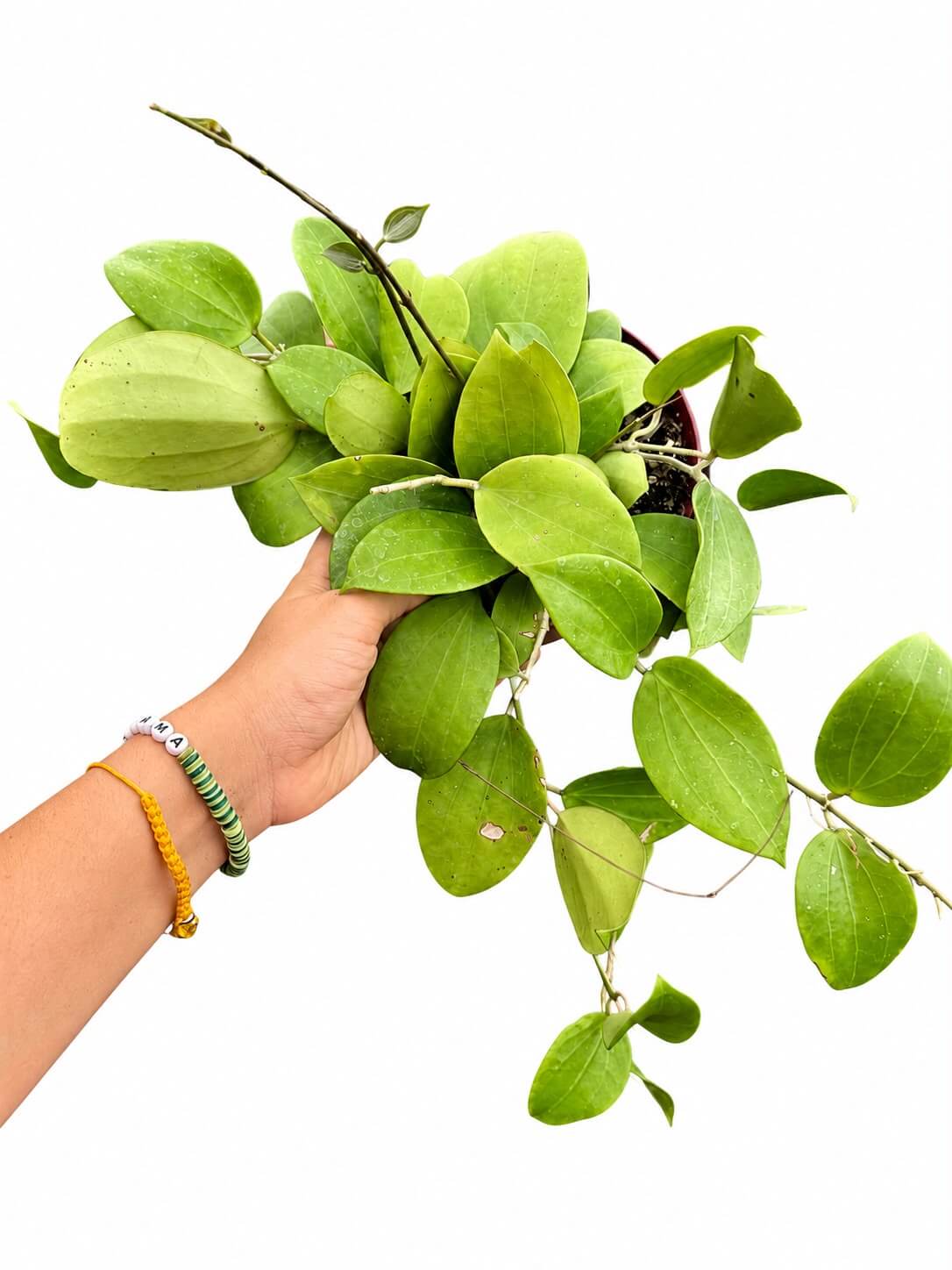 Hoya Genevieve 6”