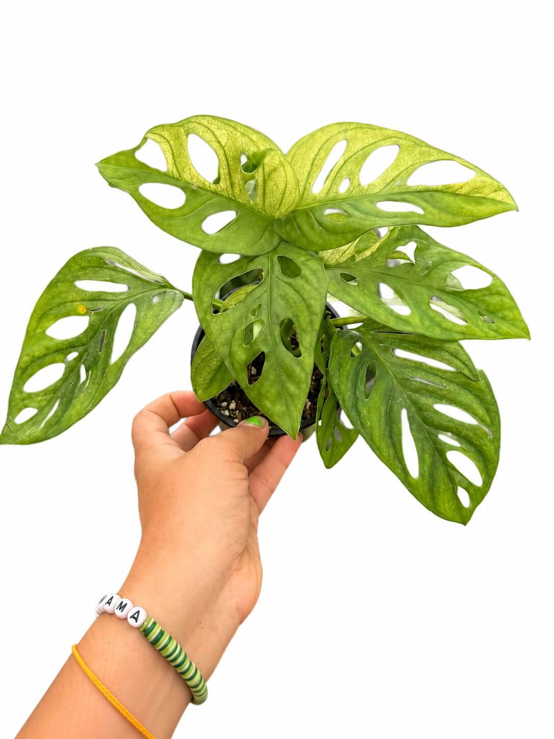 Monstera adansoni Aurea 4”