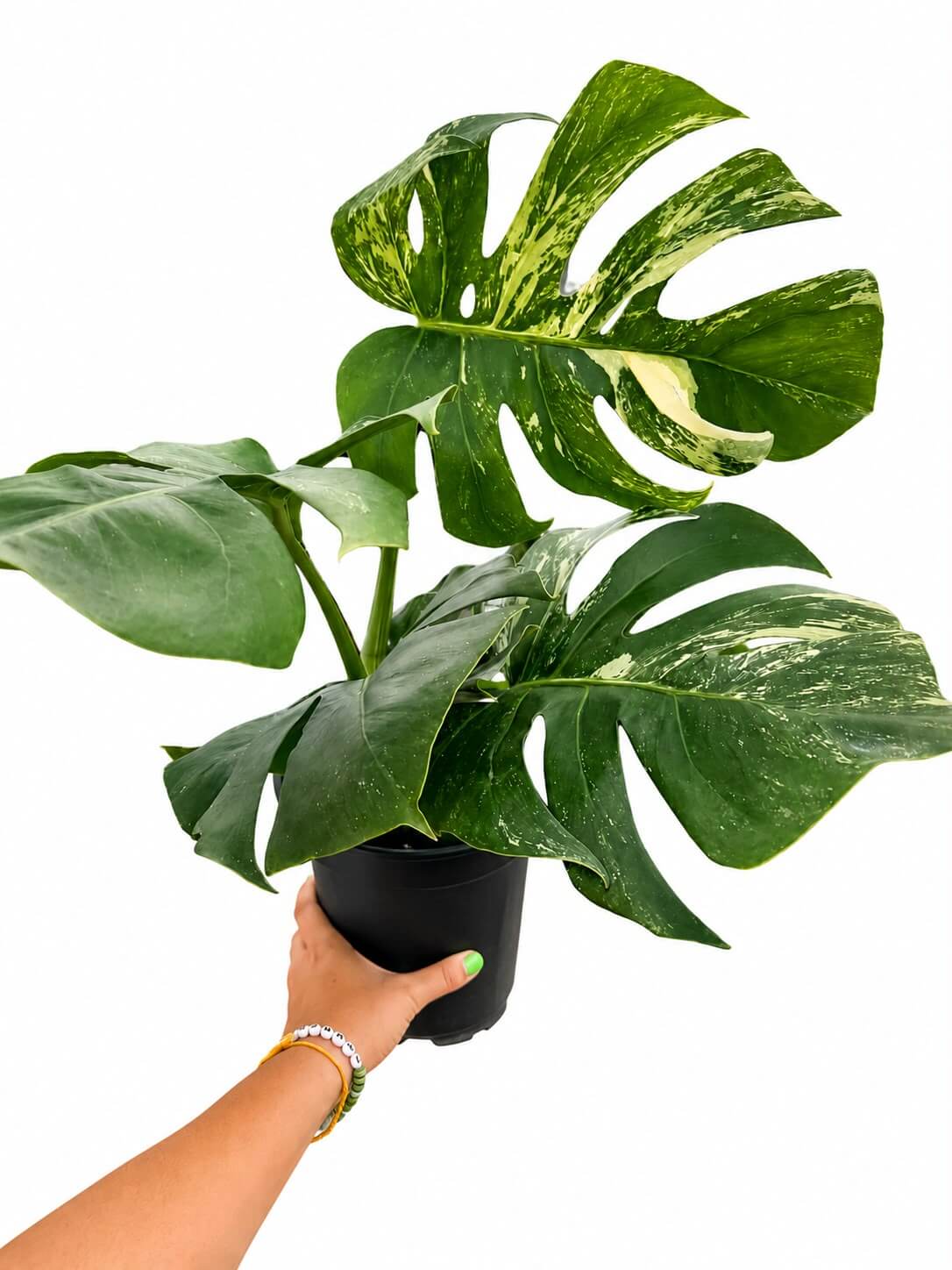 Monstera albo 5”