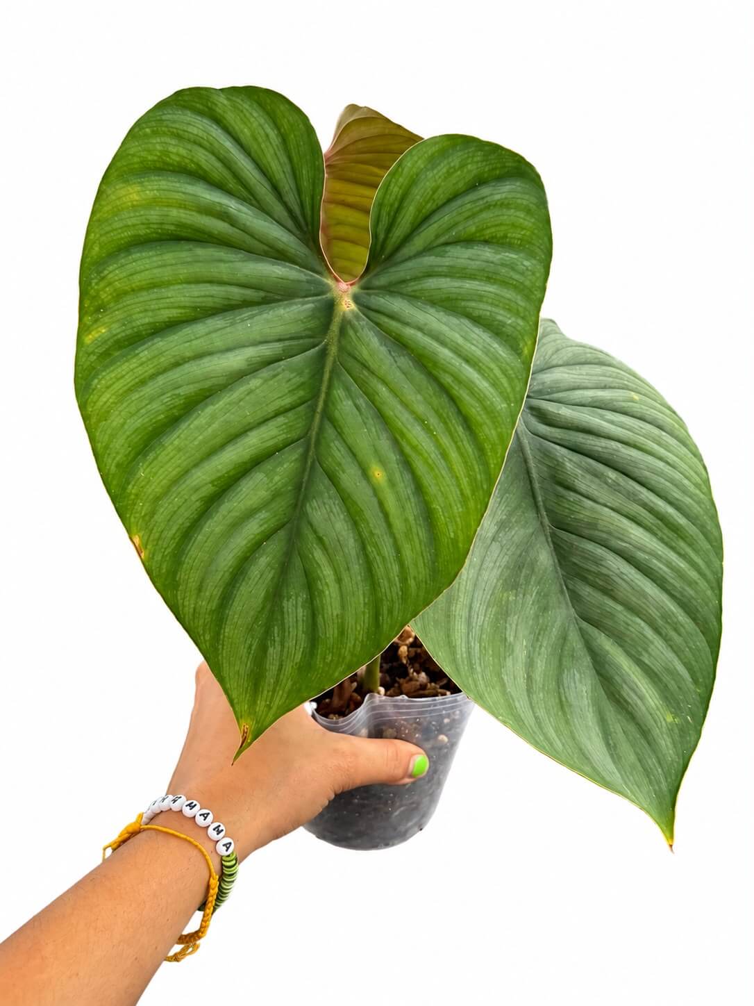Philodendron Artemis 5”